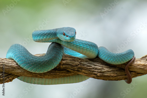 White lipped pit viper on tree branch