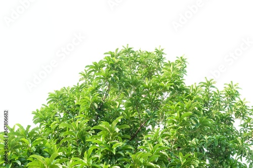 Elephant apple tree with leaves branches on white isolated background for green foliage backdrop and sunlight 