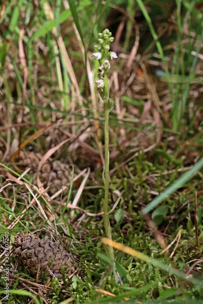 Blühendes Kriechendes Netzblatt (Goodyera repens) mit Käfer Blühendes Kriechendes Netzblatt (Goodyera repens) mit Käfer