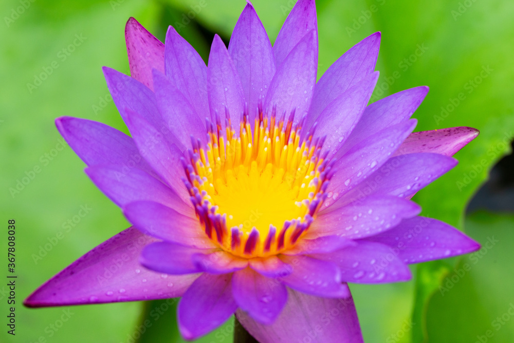 Water lilies aquatic herbs in temperate and tropical climates Water lilies aquatic herbs in temperate and tropical climates