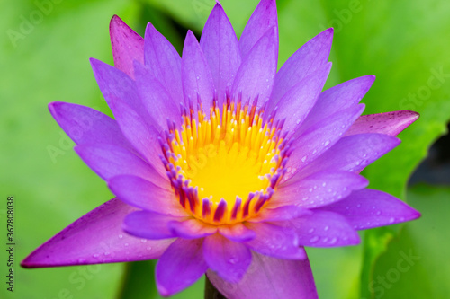 Water lilies aquatic herbs in temperate and tropical climates