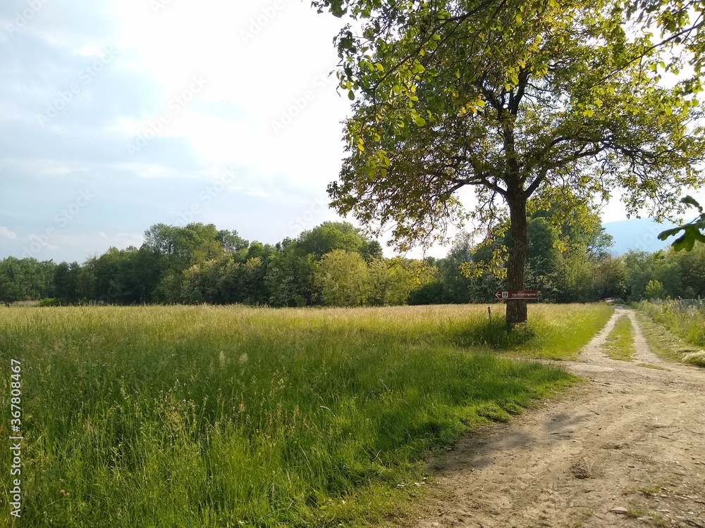 Obraz premium path in the field