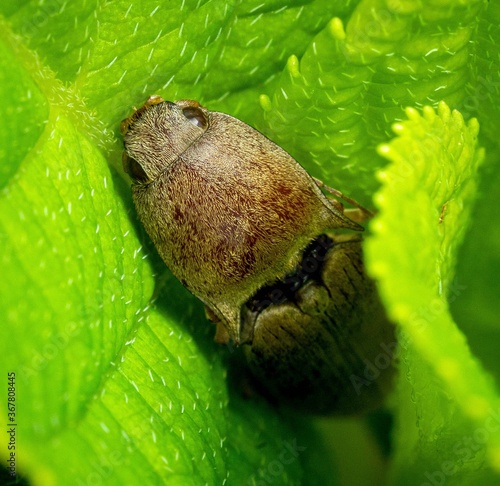 close up of a kiwi fruit