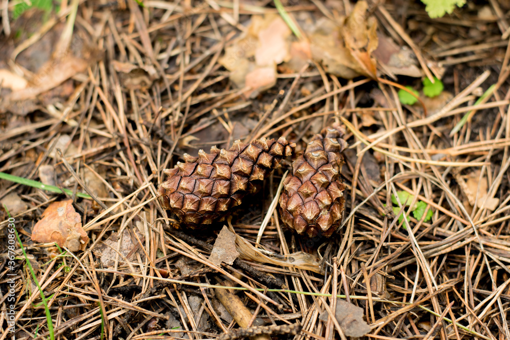 Two pine cones fallen on the ground in the forest. Two pine cones fallen on the ground in the forest.