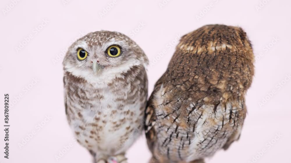 Spotted Little Owl Tropical Screech Owl Close-up portrait on pink background Focused on the eyes Spotted Little Owl Tropical Screech Owl Close-up portrait on pink background Focused on the eyes