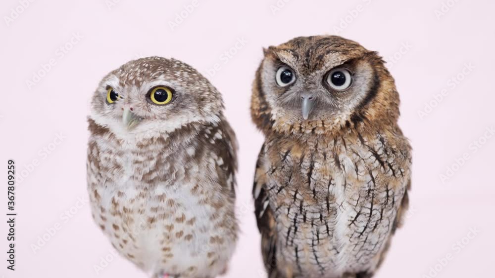 Spotted Little Owl Tropical Screech Owl Close-up portrait on pink background Focused on the eyes Spotted Little Owl Tropical Screech Owl Close-up portrait on pink background Focused on the eyes