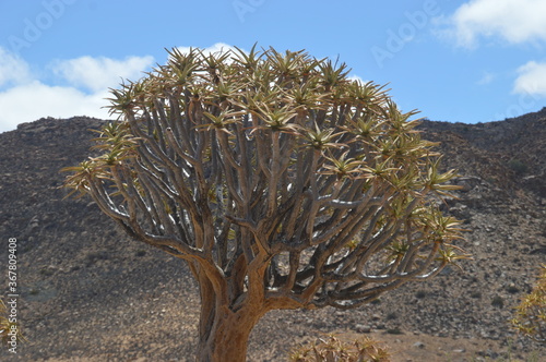 A group of colorful Quiver Trees in the Goegap Nature Reserve in South Africa photo