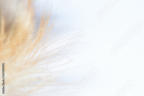 Abstract chicken feather texture background soft focus.