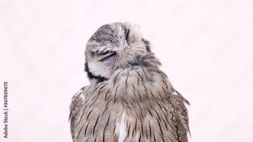 Obraz premium White Faced Scops Owl Close-up portrait on pink background Focused on the eyes