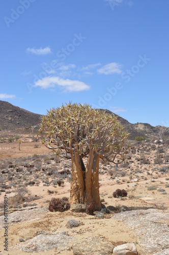 A group of colorful Quiver Trees in the Goegap Nature Reserve in South Africa photo