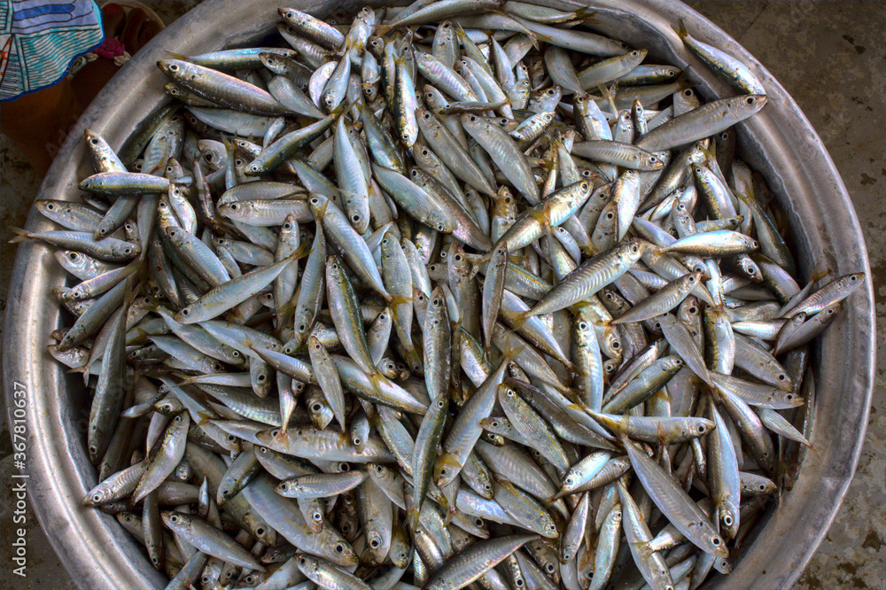 Anchois vendu sur le port de pêche de Lomé, au togo Anchois vendu sur le port de pêche de Lomé, au togo