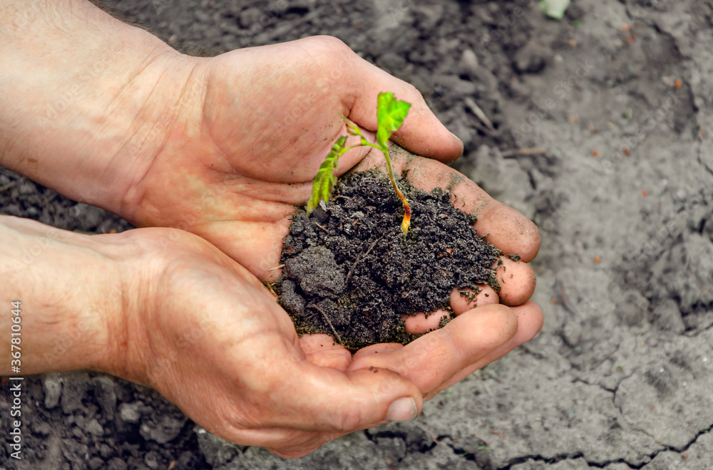 Hands hold a young plant with soil. Hands hold a young plant with soil.