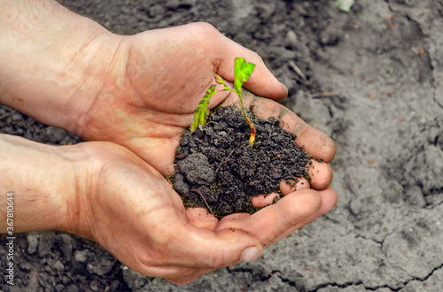 Hands hold a young plant with soil.