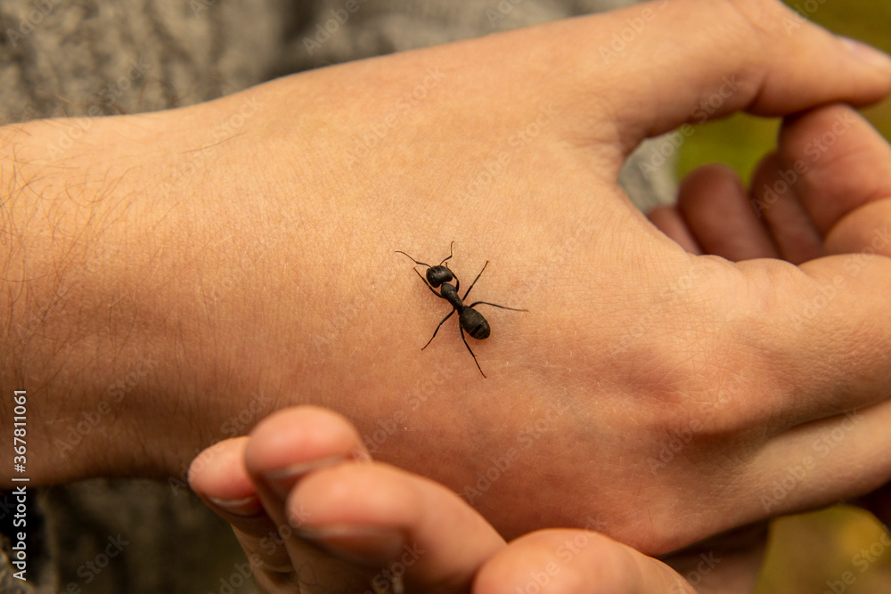 Obraz premium Man caught a black forest ant