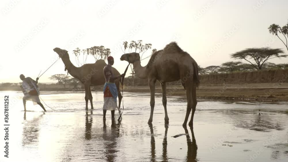 Two men from the Samburu tribe their camels. Kenya Two men from the Samburu tribe their camels. Kenya