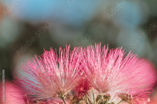 Albizia julibrissin or Lankaran acacia pink flower on green background. Selective focus Flower of Lankaran acacia. Close up. summer card background photo