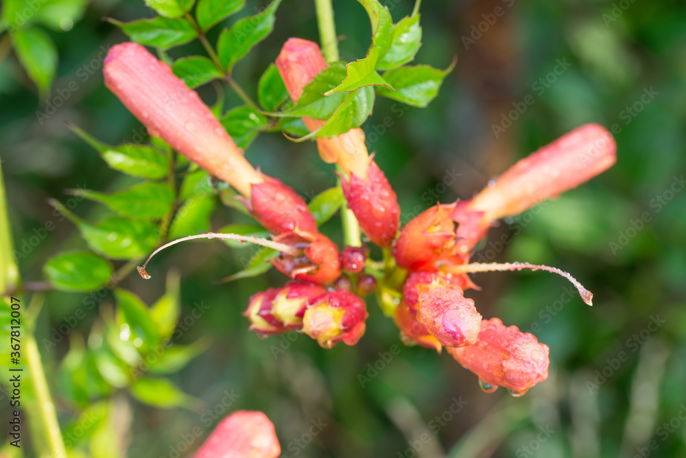 Campsis radicans, trumpet vine, creeper red flowers macro selective focus Campsis radicans, trumpet vine, creeper red flowers macro selective focus