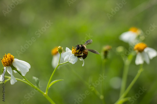  Bee and small white  flower © nitinut380