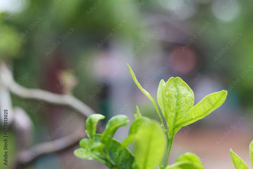 Tangerine leaves, light green in a natural garden Tangerine leaves, light green in a natural garden