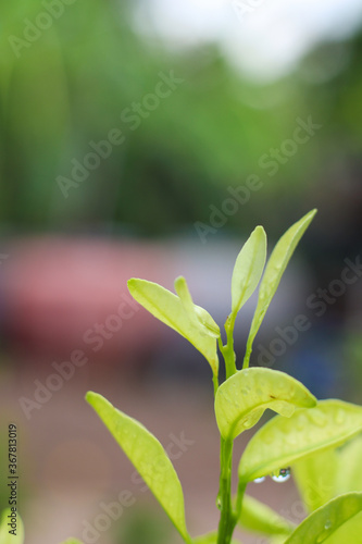 Wallpaper Mural Tangerine leaves, light green in a natural garden Torontodigital.ca
