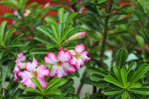 Pink azalea flowers are blooming in the morning