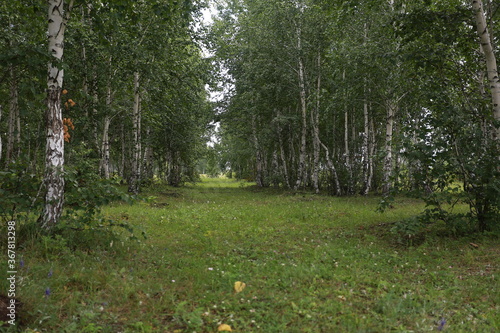 Birch forest.Birch grove.Green grass.Nature in summer.Many birch trees