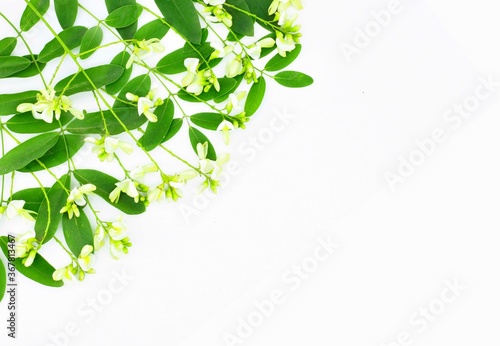 Inflorescences and leaves of a Japanese pagoda tree isolated on white background. Sophora Japonica (Styphnolobium japonicum).   Floral frame.