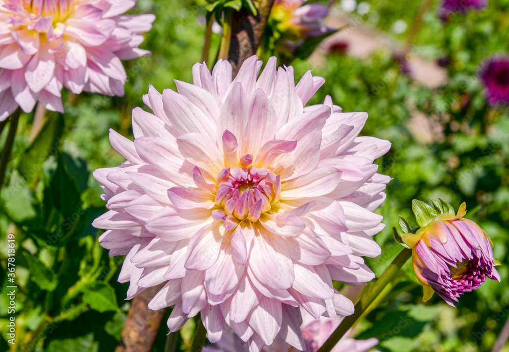 pink dahlia flowers in garden