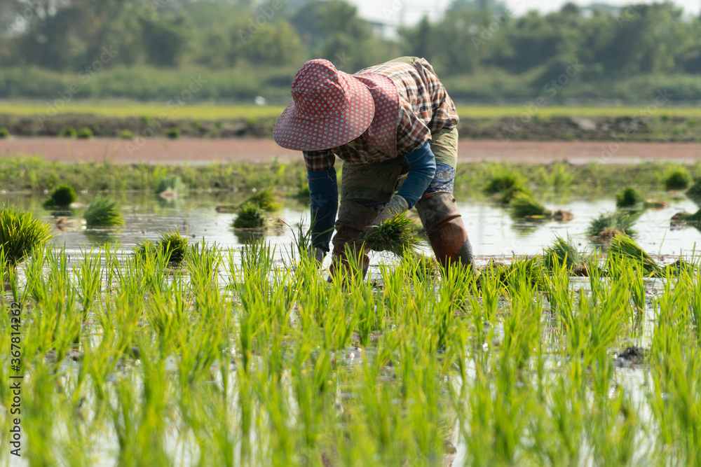 Traditional Method of Rice Planting.Rice farmers divide young rice ...