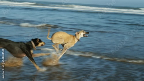 A brown and a black Sloughi greyhound dogs (Arabian greyhound) run from the beach into the sea in Essaouira, Morocco.  Slow-motion footage.
 photo