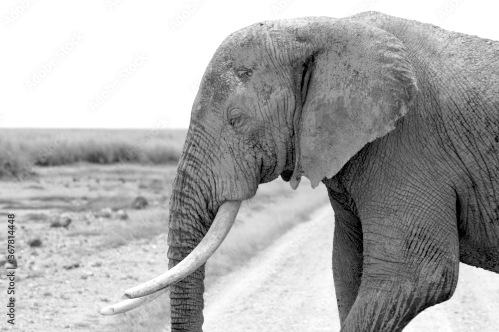 Naklejka premium Portrait in Black and white, monochrome, image of an elephant close up walking, Kenya, Africa.