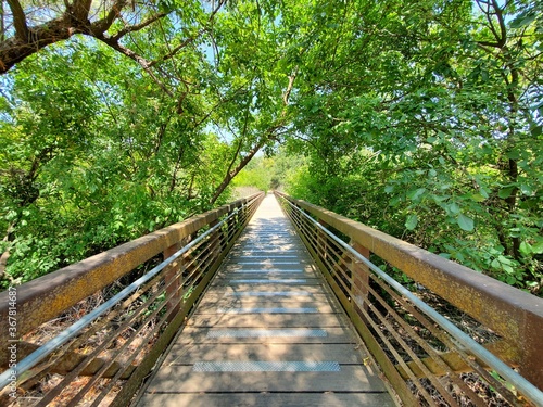 bridge in the forest