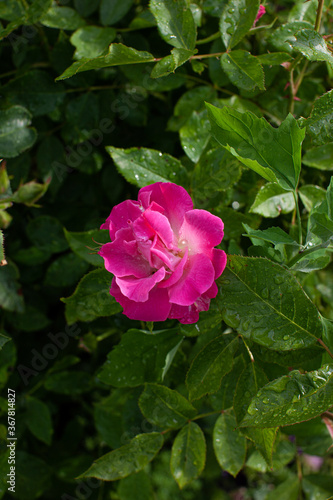 Small vivid pink rose on a young green bush after the rain