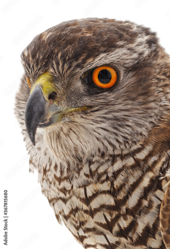 One brown falcon. One brown falcon.