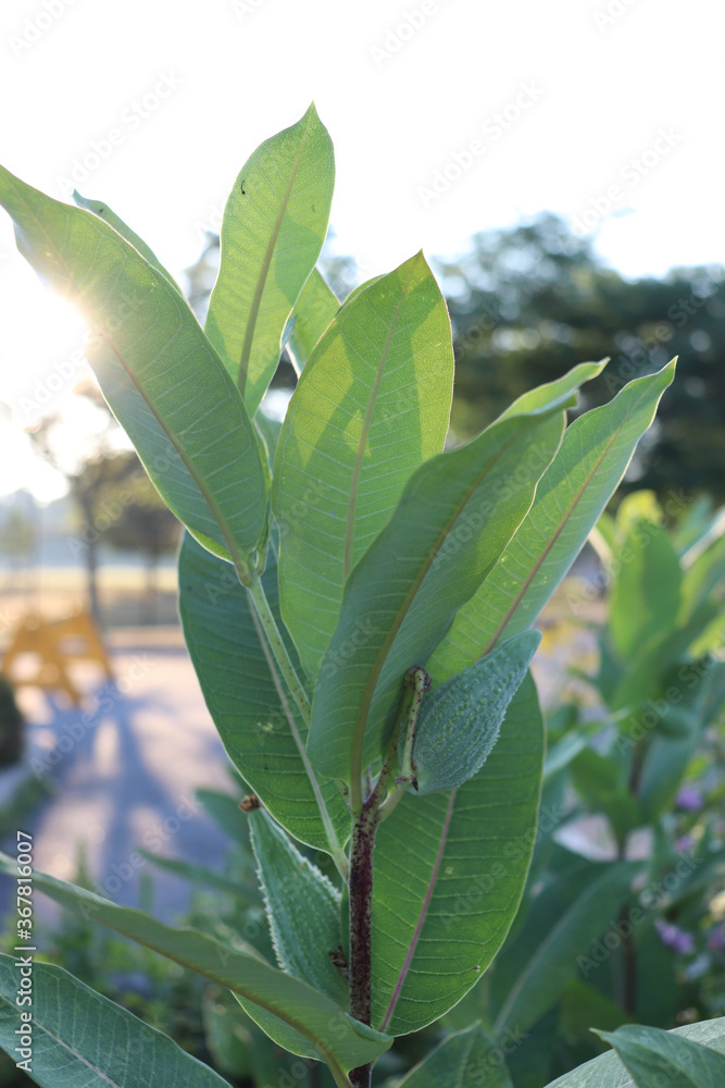 Obraz premium Closeup of milkweed plant with seedpods, planted in a garden bed in the middle of a parking lot to help sustain the ecosystem