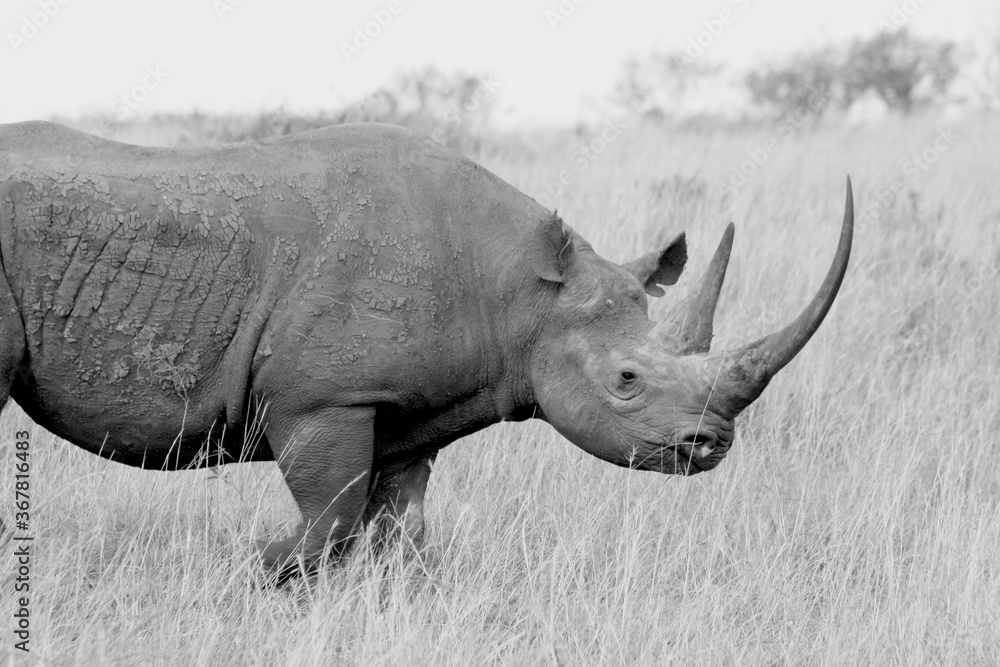 Fototapeta premium Portrait in Black and white, monochrome, of a rhino rhinoceros close up walking, Kenya, Africa.
