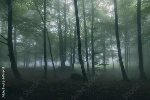 Fototapeta Naklejka Na Ścianę i Meble -  misty morning in the forest