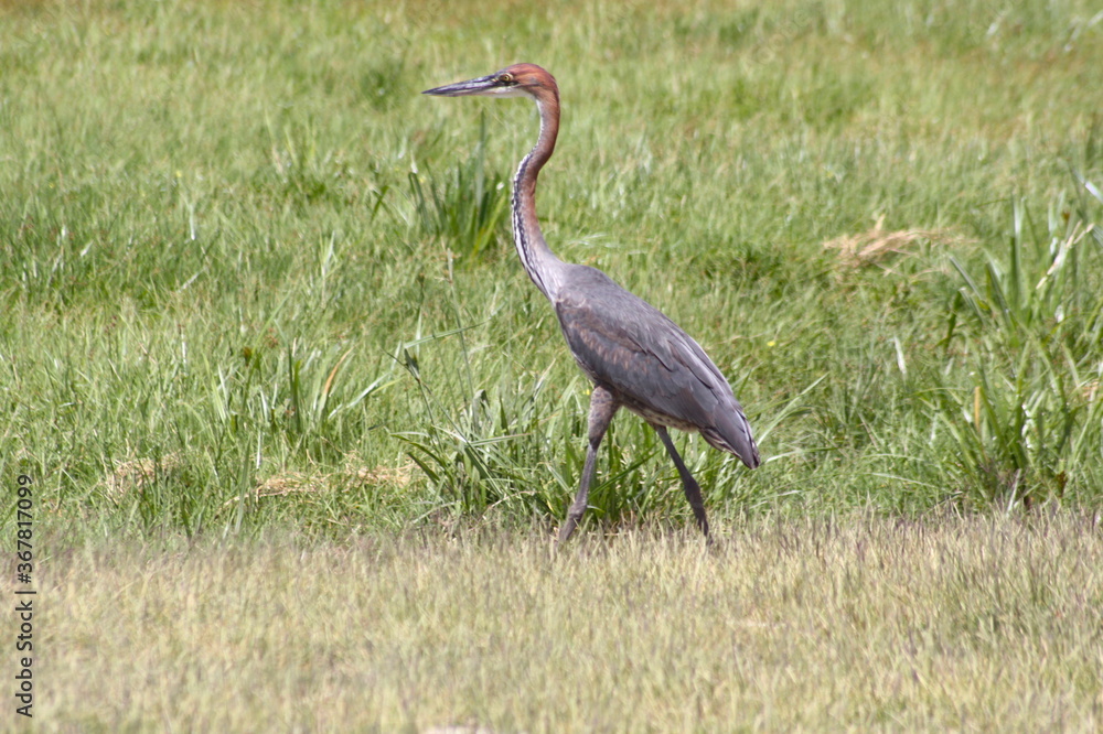 Fototapeta premium Beautiful grey, pink, red and white heron egret bird isolated in Kenya, Africa.