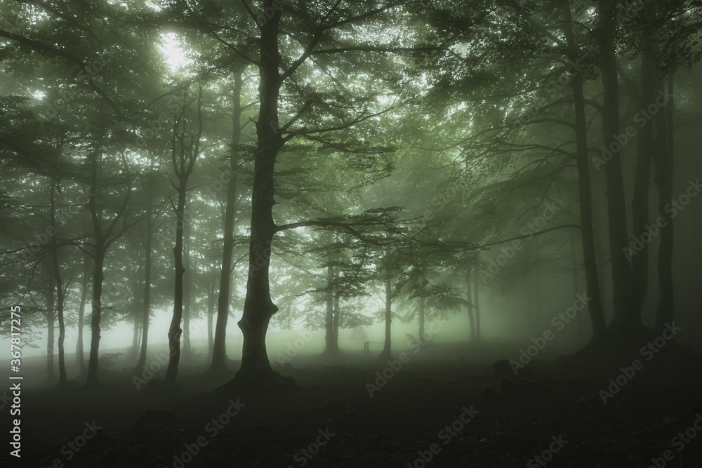 Fototapeta premium misty morning in the forest
