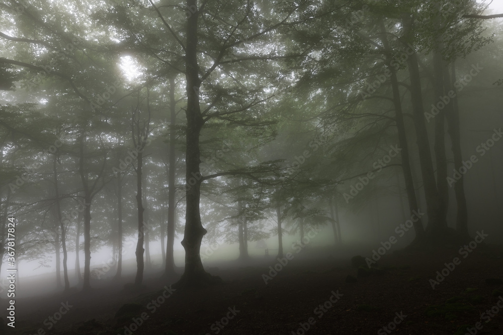Obraz premium misty morning in the forest