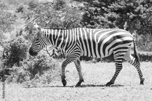 Zebra herd isolated wlakingin a black and white photo  Africa. monochrome.