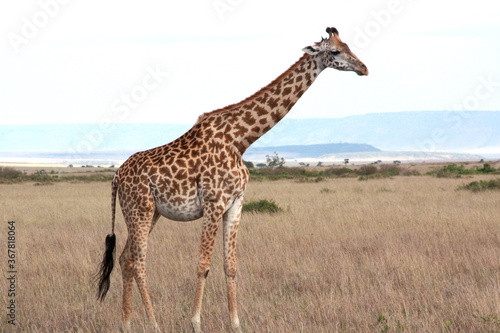 One isolated close-up  giraffe walk through the savannah in Kenya, Africa.