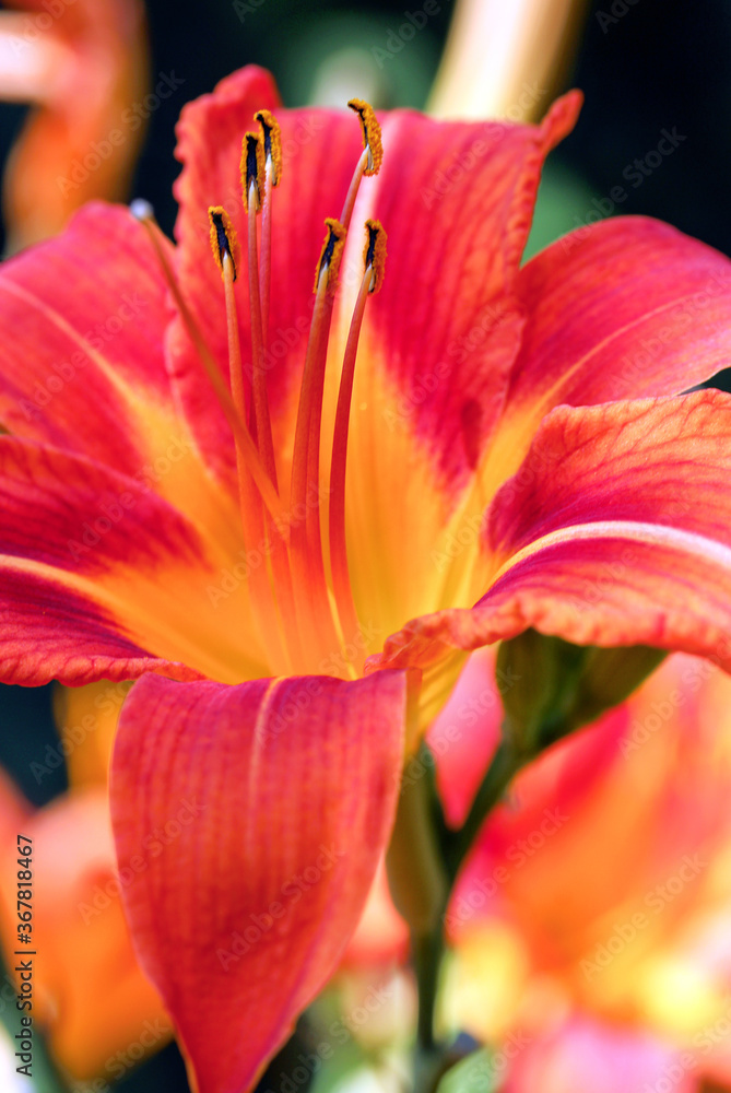 Detailed artistic macro closeup inflorescence of gorgeous blooming Lily flower and stamen.