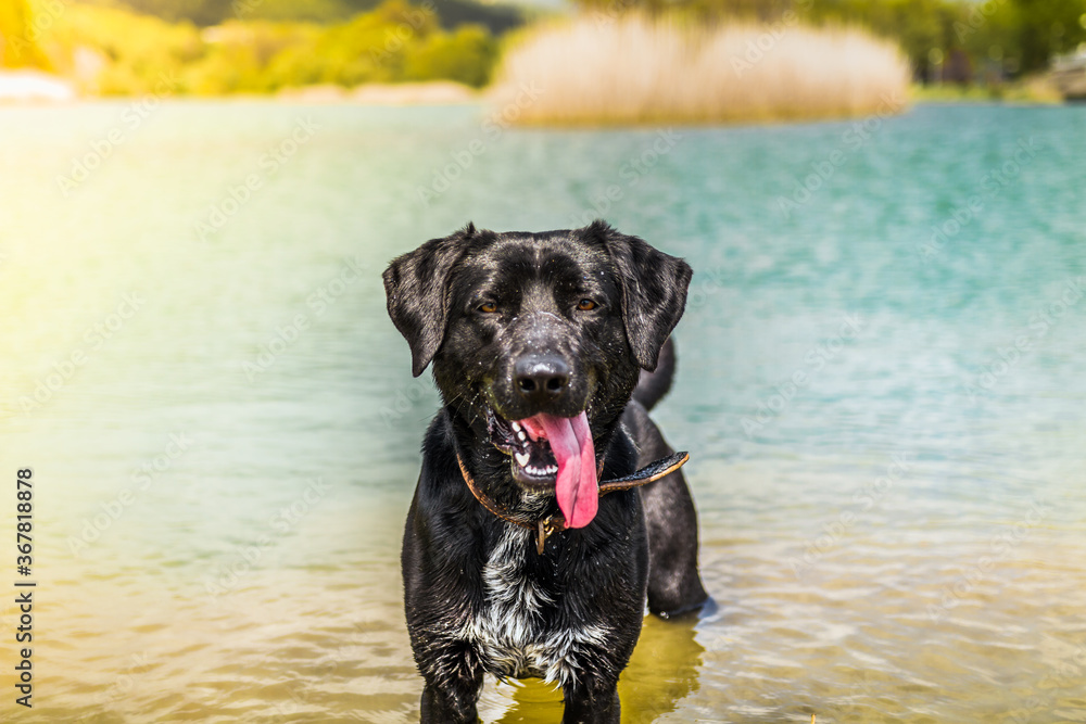 dog black in color, nice posing on camera while standing in water dog black in color, nice posing on camera while standing in water