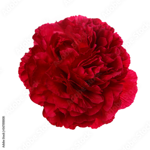 Bright red peony flower isolated on white background. © ksi