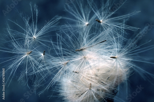 Dendelion. Abstract macro photo of dendelion seeds