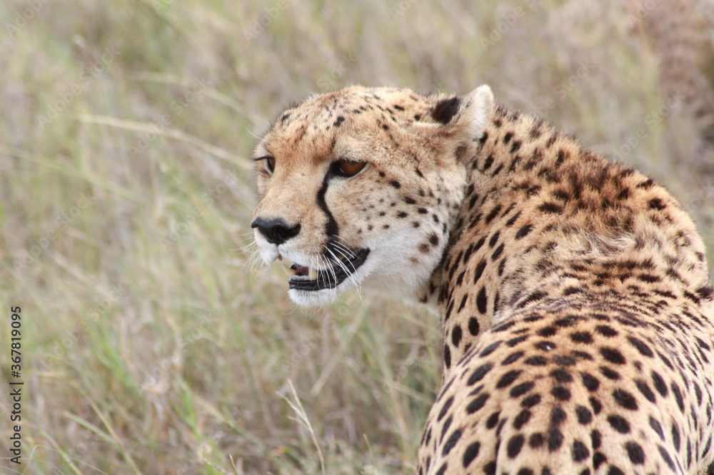 Powerfull portrait of an isolated close-up cheetah guepard mother in a safari in Kenya, Africa. Powerfull portrait of an isolated close-up cheetah guepard mother in a safari in Kenya, Africa.