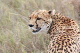 Powerfull portrait of an isolated close-up cheetah guepard mother in a safari in Kenya, Africa.