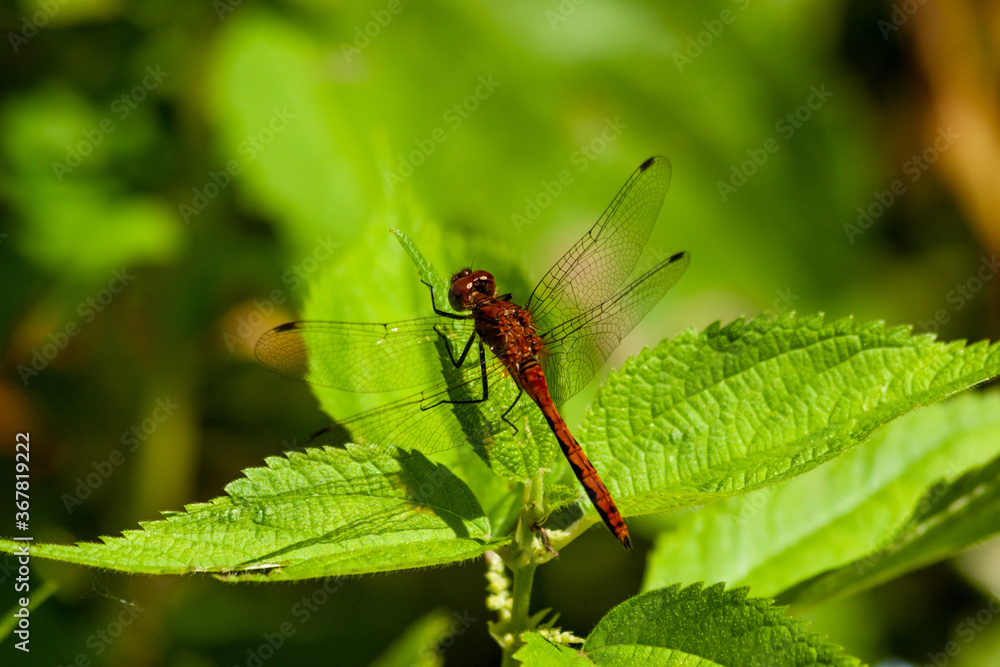 dragonfly on a green leaf dragonfly on a green leaf