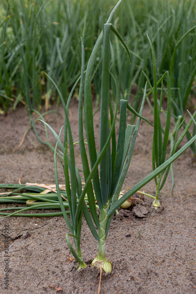 Fototapeta premium Single onion with long leek leaves surrounded by soil with wider vegetable field of fresh onions in the background ready to be harvested. Agrarian food industry.
